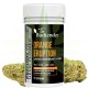 Orange Eruption  CBD Hemp Flower